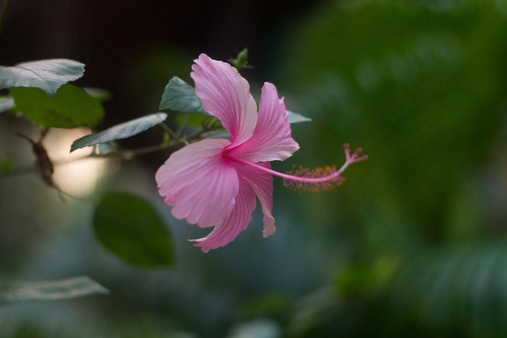 Palm Trees Ayurvedic Heritage Патнэм Экстерьер фото